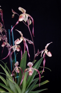 Paphiopedilum Memoria Mary Henry Beloved HCC/AOS 78 pts. Inflorescence
